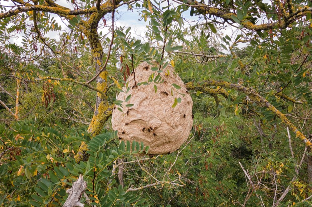 Nid de frelons asiatiques dans un arbre