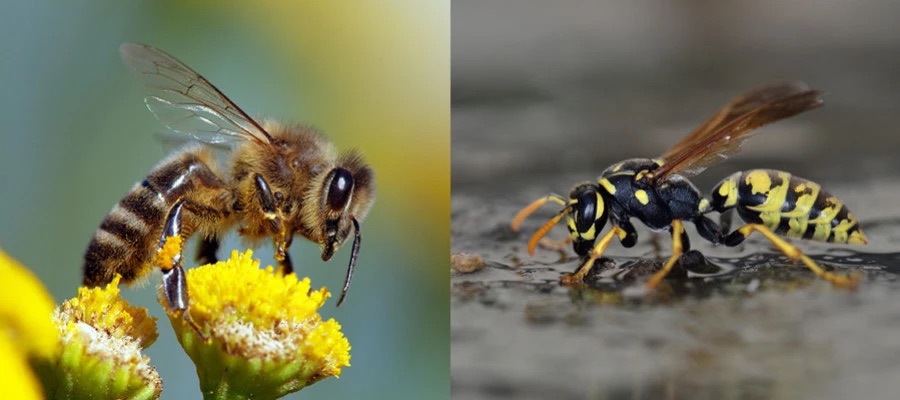 Comparaison entre une guêpe et une abeille
