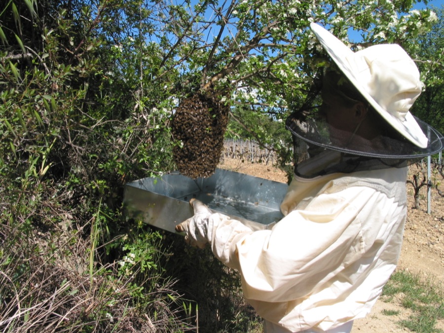 Récupération d'un essaim d'abeilles sans destruction