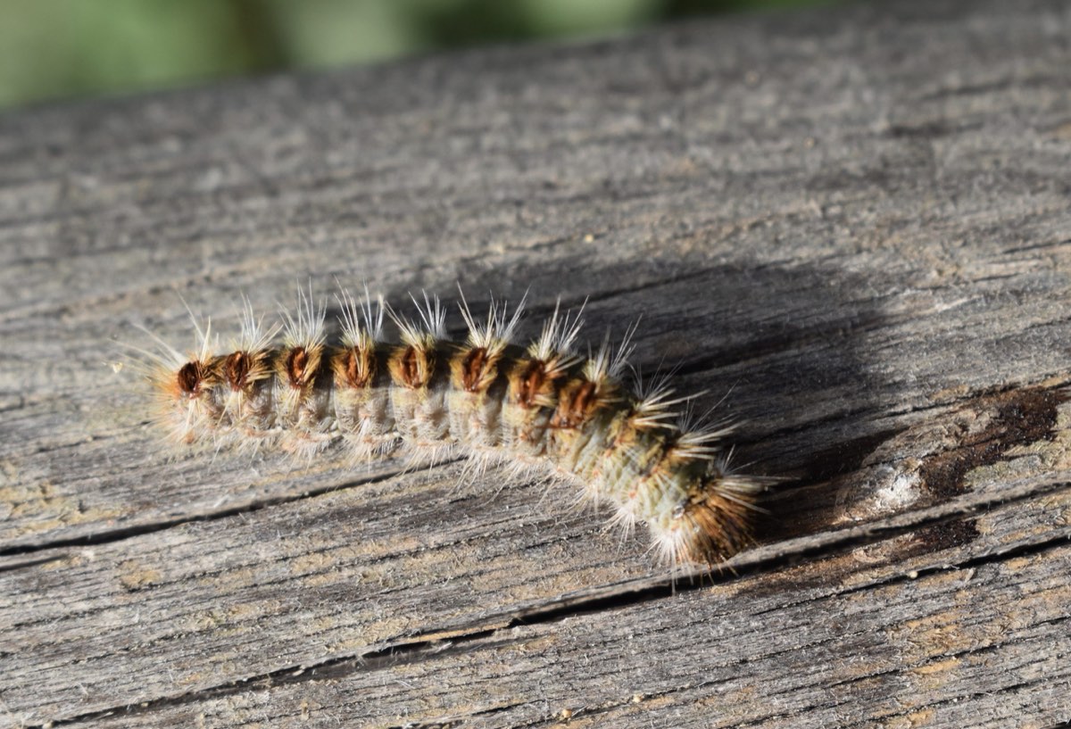 Chenille processionnaire du pin sur une planche, poils urticants