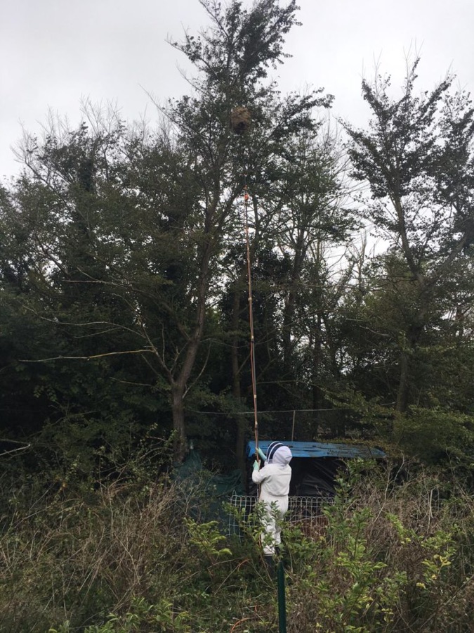 Destruction d'un nid de frelons asiatiques en hauteur